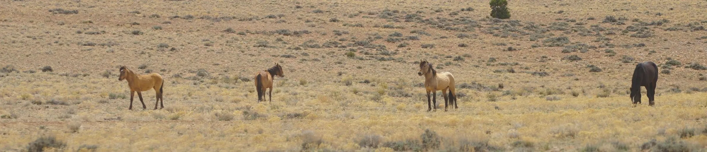Wild horses grazing on open grassland